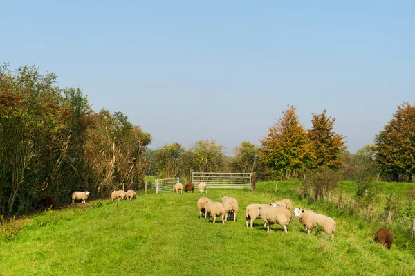 Bovinos ovinos na grama — Fotografia de Stock