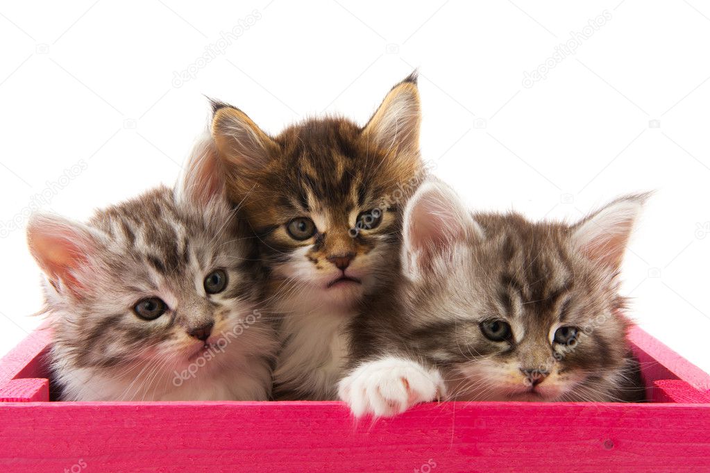Three little Maine Coon kittens