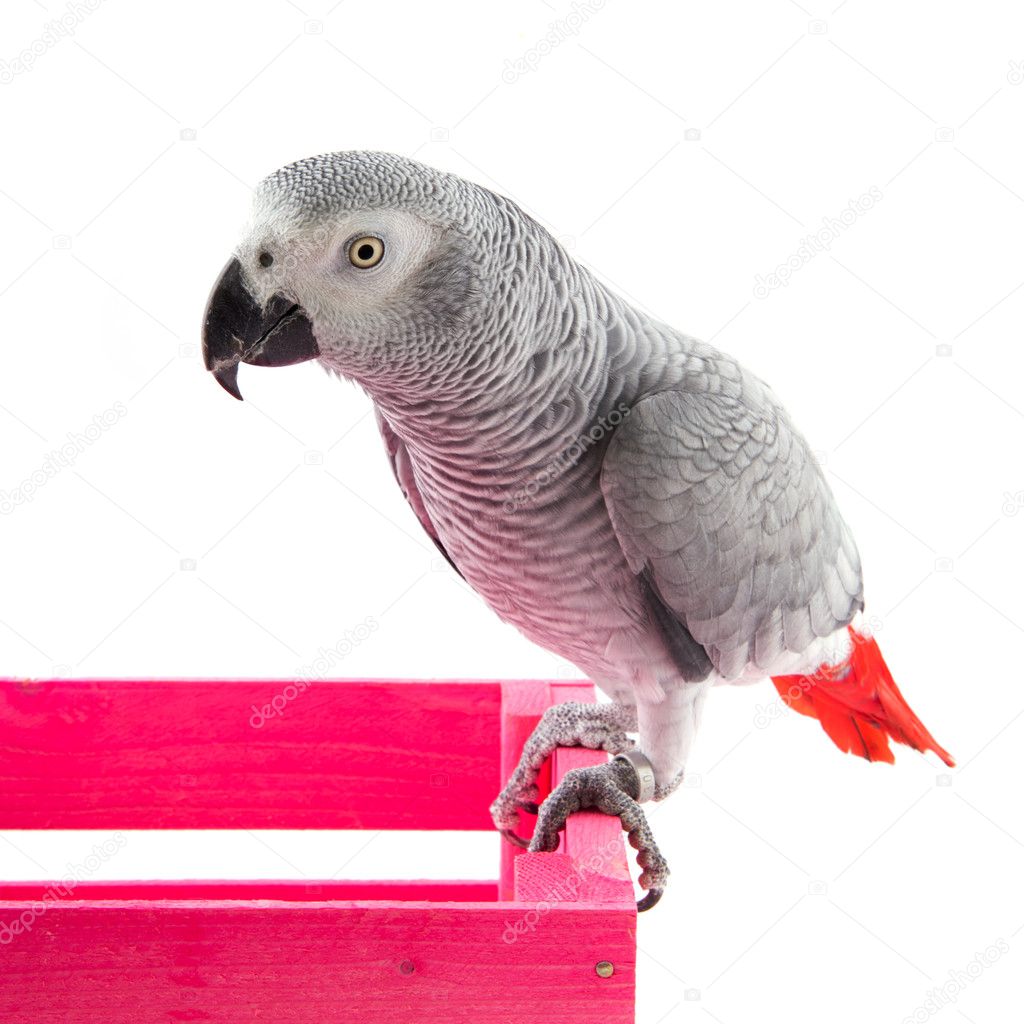 Grey African parrot