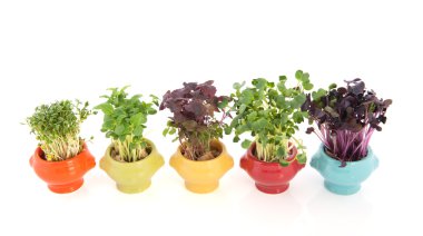 taze garden cress renkli çanak çömlek içinde