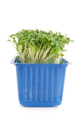 taze garden cress