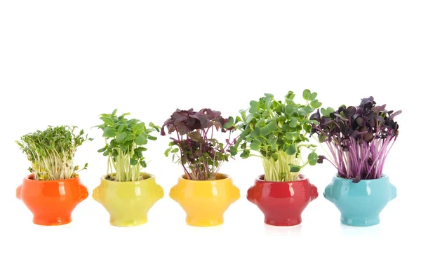 Crescione fresco da giardino in stoviglie colorate — Foto Stock
