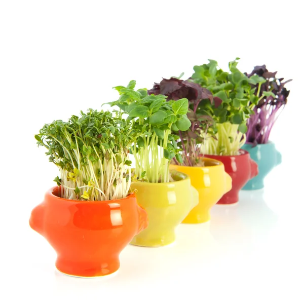 Fresh garden cress in colorful crockery — Stock Photo, Image