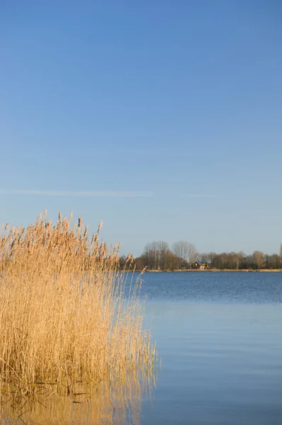 Caña en lago holandés — Foto de Stock