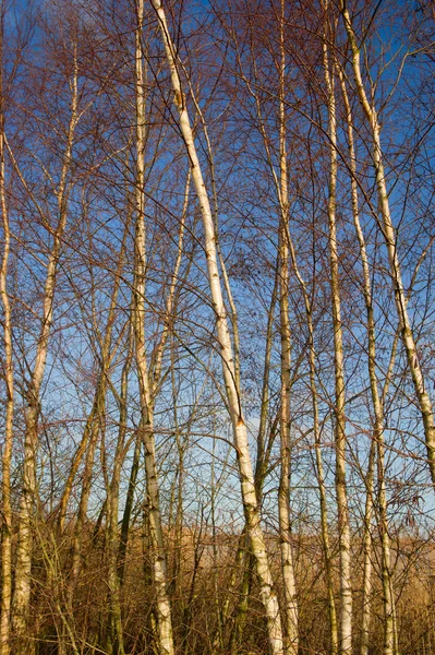 stock image Birches