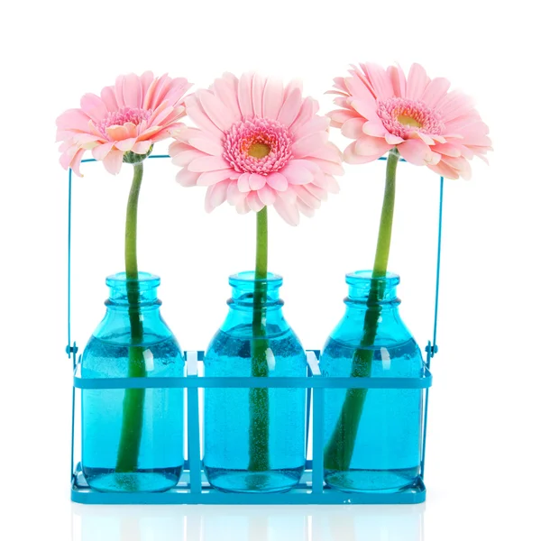 Розовый Гербер в голубых вазах — стоковое фото