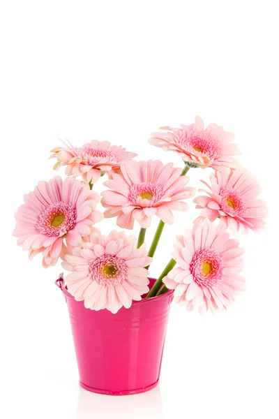 Flores de gerber rosa — Foto de Stock