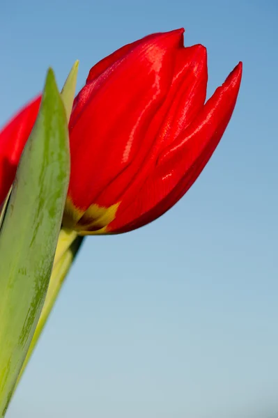 Tulipa vermelha ao sol — Fotografia de Stock