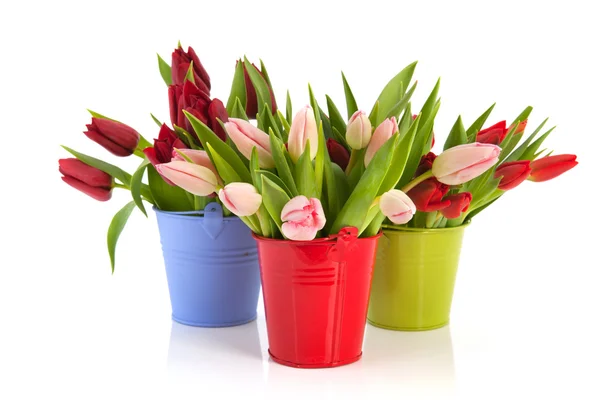 Colorful tulips in buckets — Stock Photo, Image