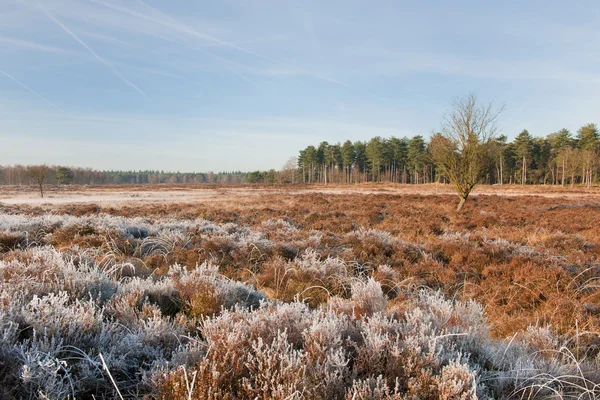 Heidelandschaft im Winter — Stockfoto