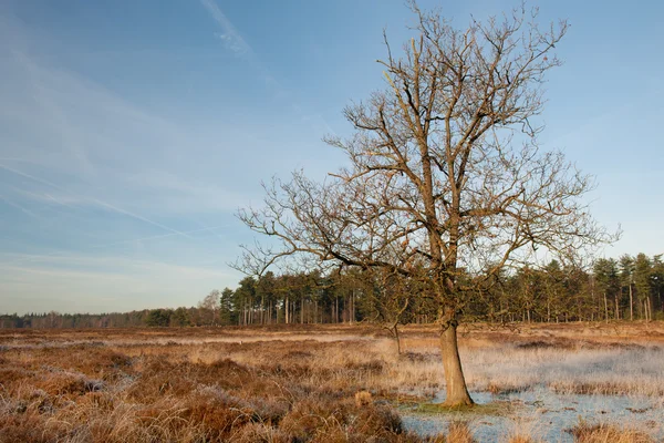Paisaje de brezo en invierno — Foto de Stock