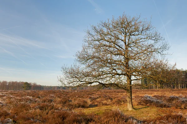 Paisaje de brezo en invierno —  Fotos de Stock