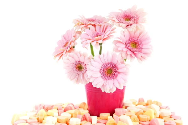 Rózsaszín édes gerber virágok — Stock Fotó