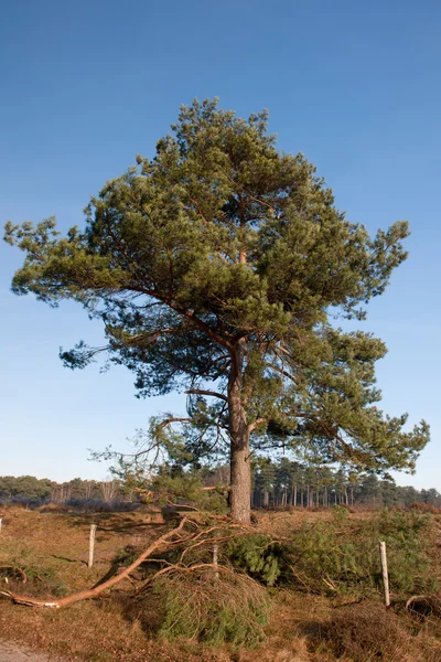 Un singur copac în natură — Fotografie, imagine de stoc