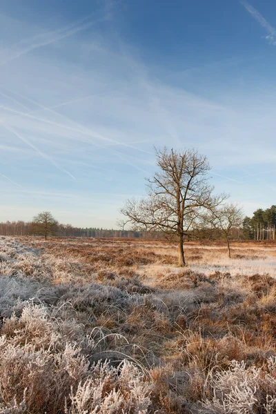 stock image Heather landscape in winter