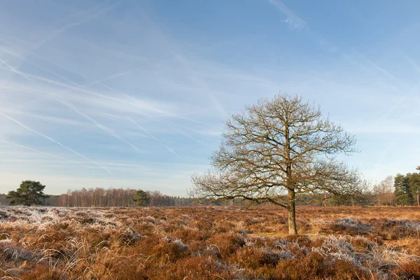 Heather landschap in de winter — Stockfoto