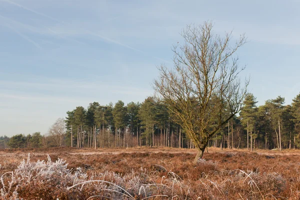Paisaje de brezo en invierno — Foto de Stock