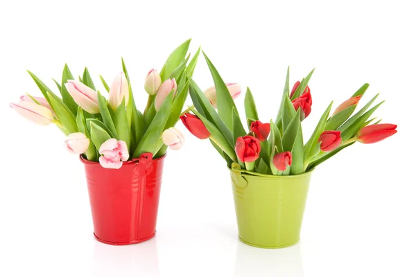 Buckets with tulips — Stock Photo, Image