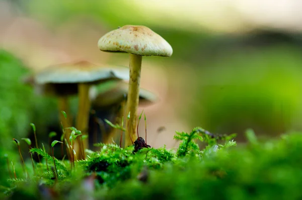 秋の菌類 — ストック写真