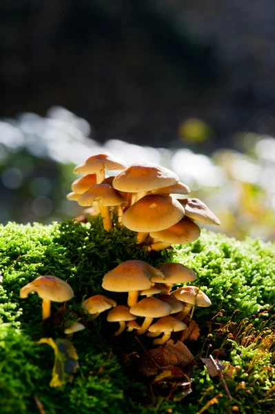 Μύκητα φθινόπωρο — Φωτογραφία Αρχείου