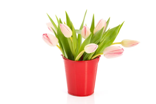 Różowe tulipany w czerwone wiadro — Zdjęcie stockowe