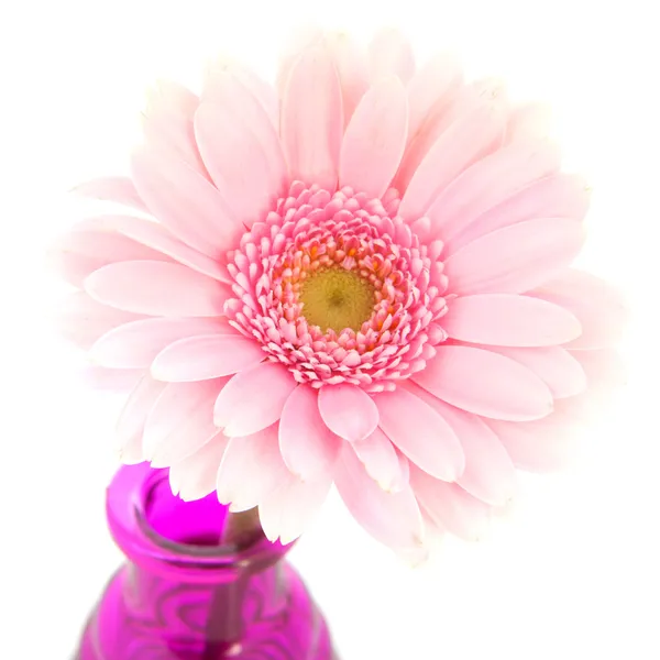 Różowy gerber w szklane wazony — Zdjęcie stockowe