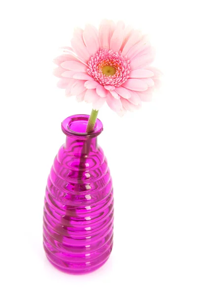 Gerber rosa en jarrones de vidrio —  Fotos de Stock