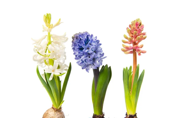 Colorful Hyacinths — Stock Photo, Image