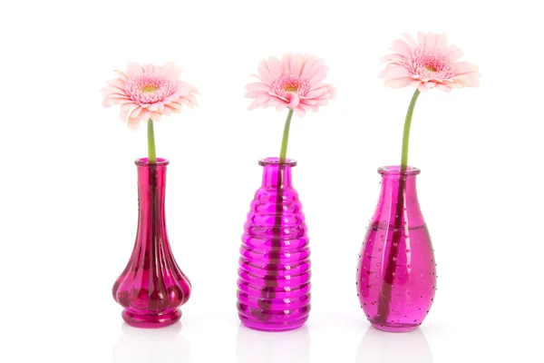 Pink Gerber in glass vases — Stock Photo, Image