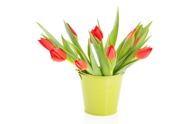 Red tulips in green bucket — Stock Photo, Image