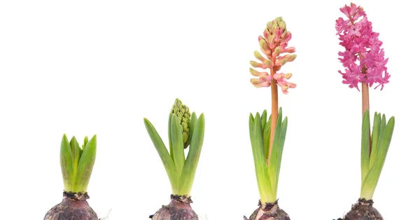 Växande rosa hyacint — Stockfoto