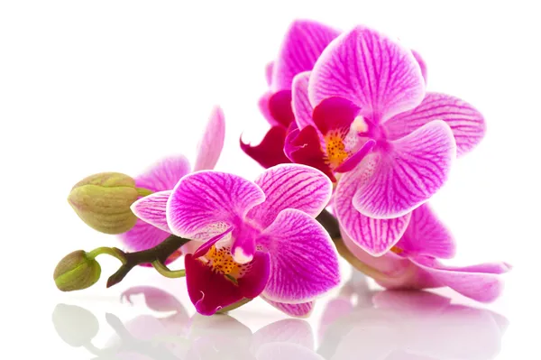 Тропическая розовая орхидея — стоковое фото