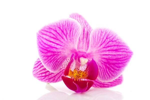Tropikal pembe orkide — Stok fotoğraf