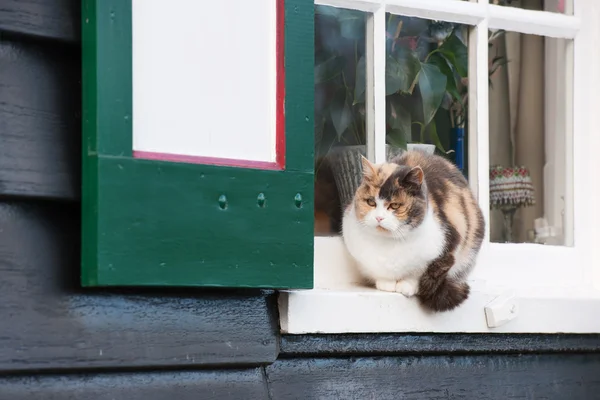 Calico cat in Dutch window — Stock Photo, Image