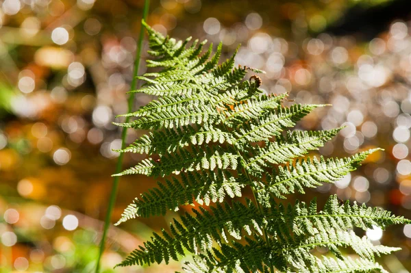Farnblatt im Wald — Stockfoto