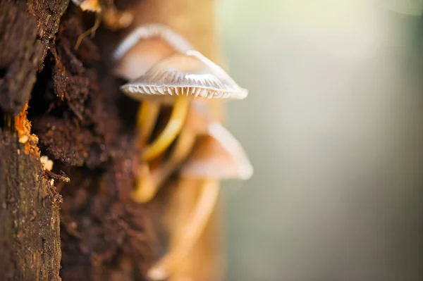 Mushroom on autumn tree — Stock Photo, Image
