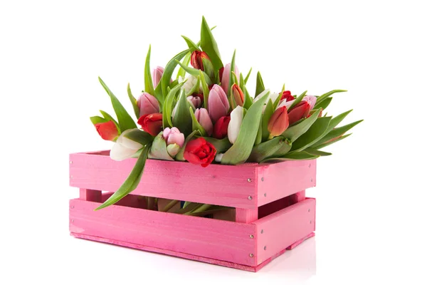 Pink crate with tulips — Stock Photo, Image