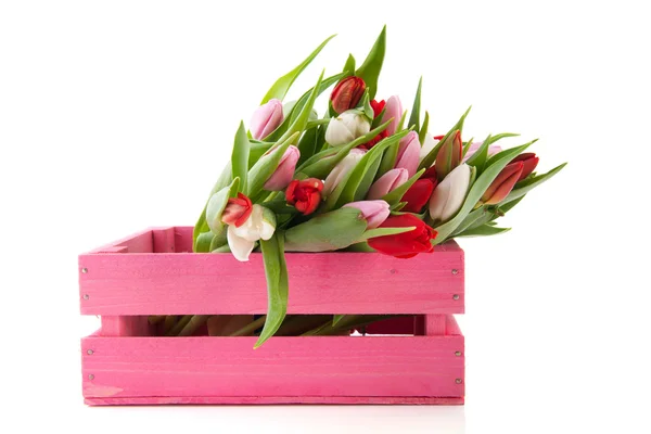 Růžový bednu s tulipány — Stock fotografie