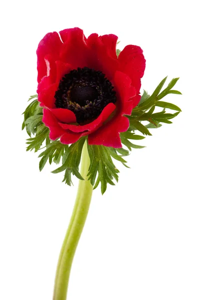 Enda röda anemone — Stockfoto