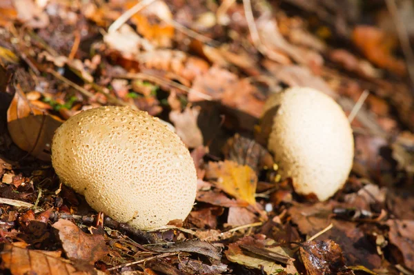 stock image White mushrooms in forest