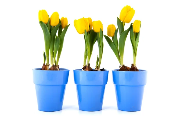 Žluté tulipány v purple hrnce — Stock fotografie