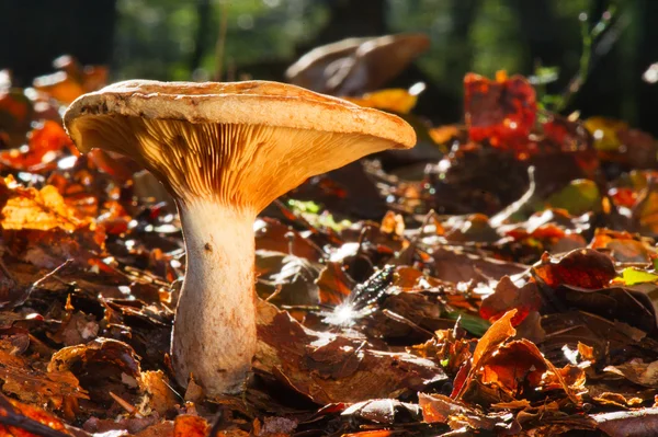 蘑菇在秋天枫叶 — 图库照片