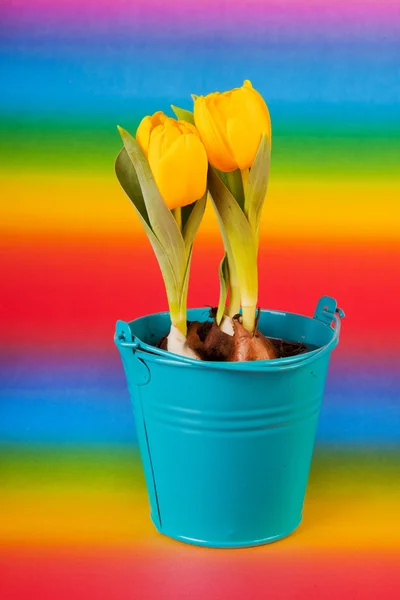 Yellow tulips in bucket — Stock Photo, Image