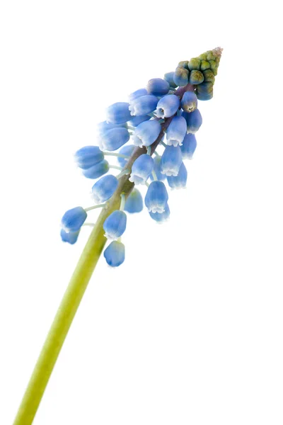 Uvas de jacinto azul —  Fotos de Stock