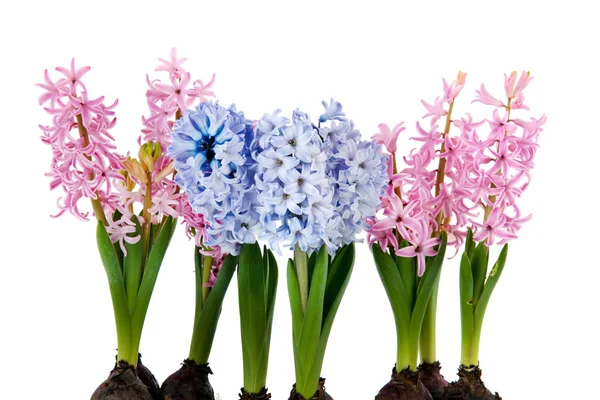 Rosa och blå hyacinter — Stockfoto