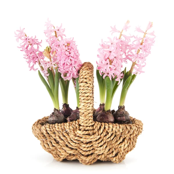 Roze hyacinten in mand — Stockfoto