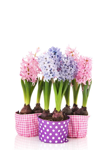 Roze en blauwe hyacinten — Stockfoto