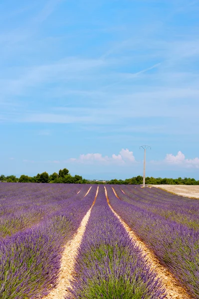 Лавандовые поля Франции — стоковое фото