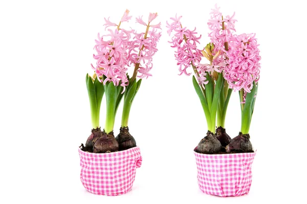 Roze hyacinten — Stockfoto