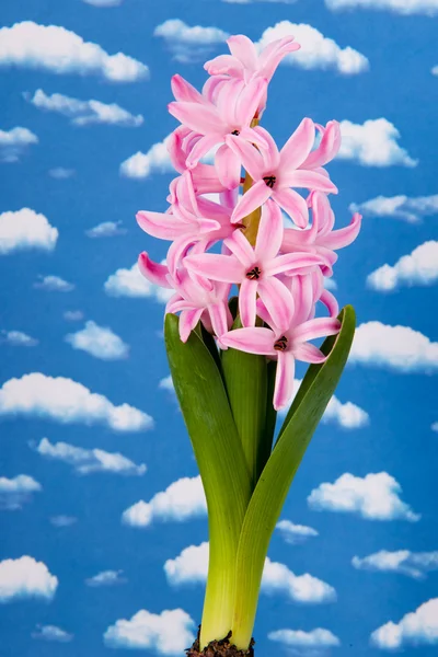 Pink hyacinth with blue sky — Stock Photo, Image